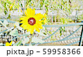 花 59958366