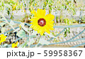花 59958367