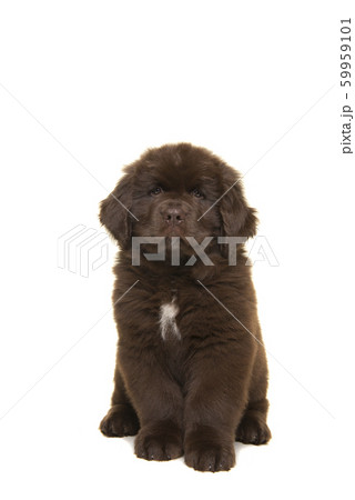 Sitting brown Newfoundland dog puppy Sitting brown Newfoundland dog puppy 59959101
