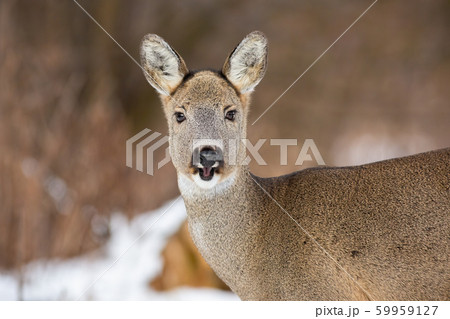 Female of roe deer with fluffy winter coat and open mouth Female of roe deer with fluffy winter coat and open mouth 59959127