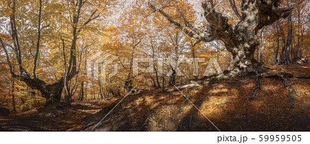 Two beech trees in autumn forest. Panorama of beautiful beechwood Two beech trees in autumn forest. Panorama of beautiful beechwood 59959505