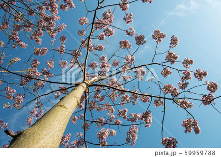 Blossoming Paulownia trees in the spring - view 59959788