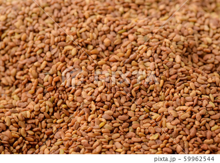 Close up of dried organic alfalfa seeds 59962544