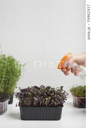 Female hand with spray watering microgreens over gray Female hand with spray watering microgreens over gray 59962917