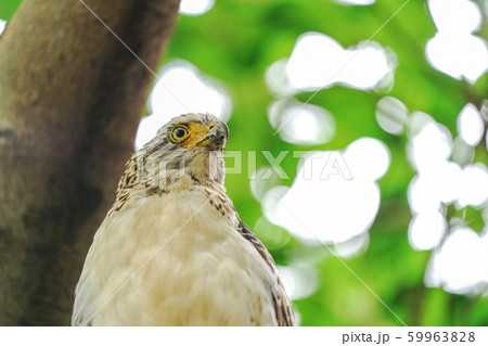 カンムリワシ 59963828