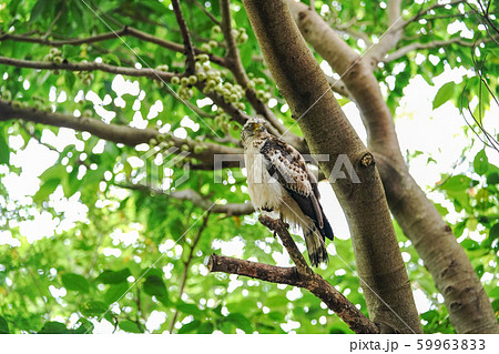 カンムリワシ 59963833