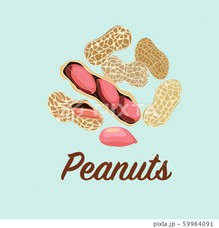 Vector illustration set of peanuts. 59964091
