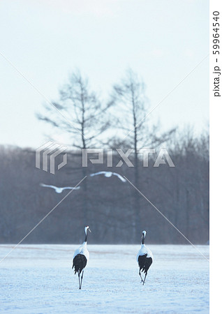 伊藤サンクチュアリのタンチョウ(北海道・鶴居) 伊藤サンクチュアリのタンチョウ(北海道・鶴居) 59964540