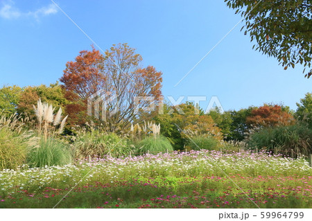 秋の公園 秋の公園 59964799