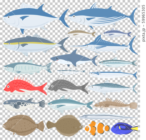 Saltwater fish illustration set 59965305
