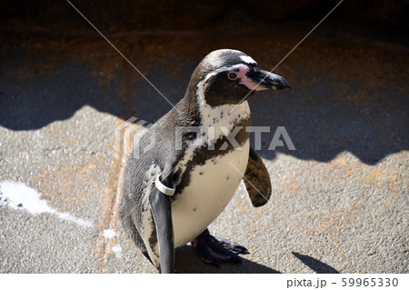 ペンギン かわいいの写真素材