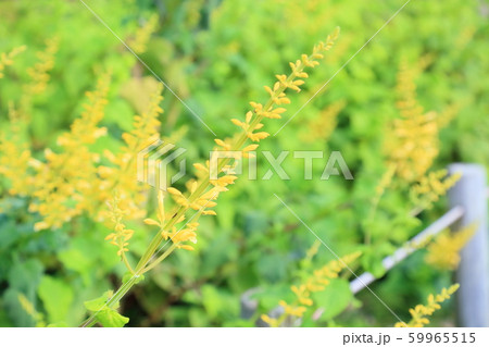 サルビア　マドレンシスの花 59965515