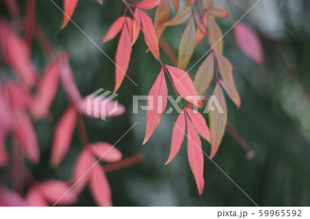 漢江 仙遊島 葉 59965592