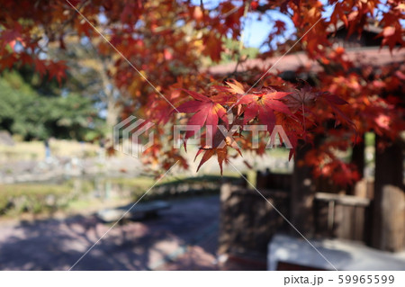紅葉 59965599