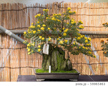 菊の花　盆栽作り 59965863