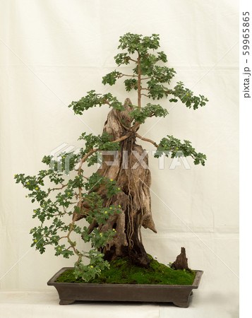 菊の花 盆栽作り 菊の花 盆栽作り 59965865