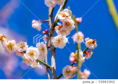 梅の花　大王わさび農場　【長野県】 59965902