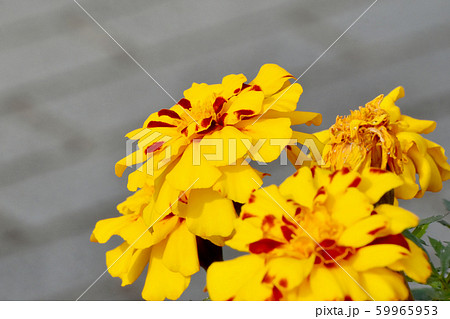 三鷹中原に咲くオレンジと茶色の複色マリーゴールドの写真素材