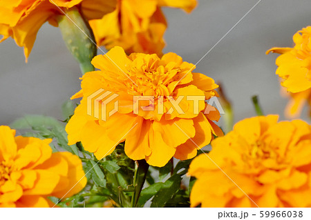 三鷹中原に咲くオレンジ色のマリーゴールドの写真素材
