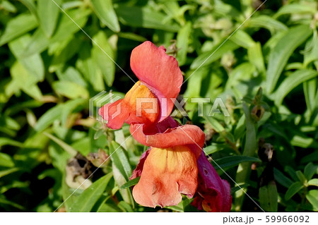 三鷹中原に咲くオレンジのキンギョソウ 59966092