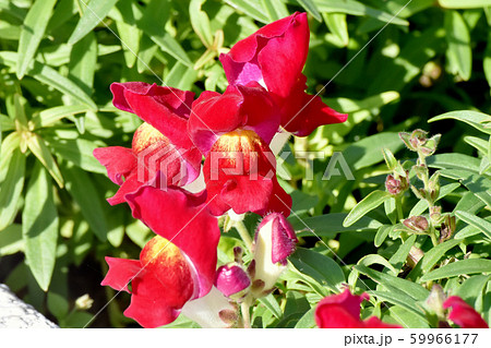 三鷹中原に咲く赤いキンギョソウ 59966177