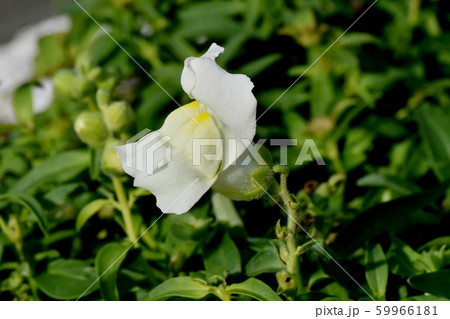 三鷹中原に咲く黄色いキンギョソウ 59966181