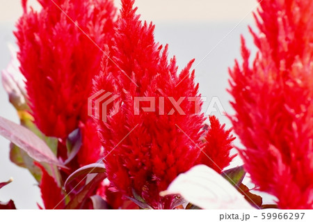 三鷹中原に咲く赤いケイトウ（鶏頭）の花 59966297