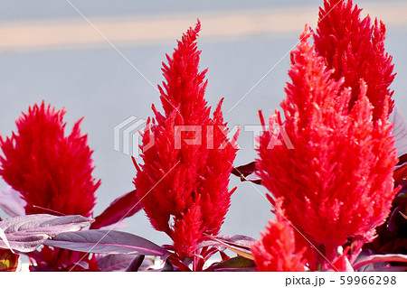 三鷹中原に咲く赤いケイトウ（鶏頭）の花 59966298