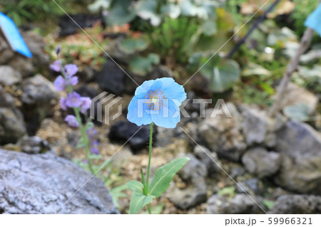 メコノプシス メコノプシス 59966321