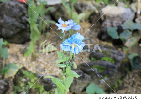 メコノプシス 59966330