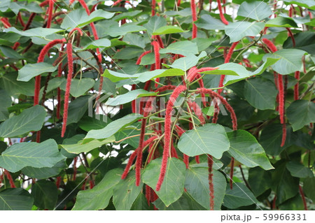 紅紐の木 59966331