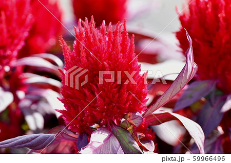 三鷹中原に咲く赤いケイトウ（鶏頭）の花 59966496