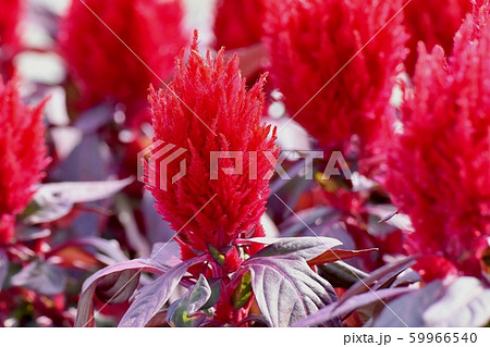 三鷹中原に咲く赤いケイトウ（鶏頭）の花 59966540