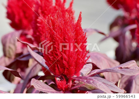 三鷹中原に咲く赤いケイトウ（鶏頭）の花 59966543