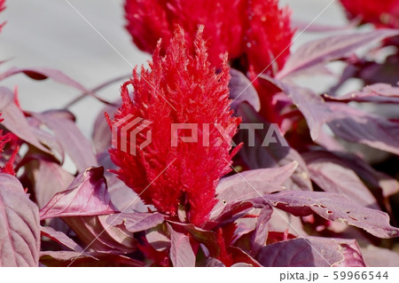 三鷹中原に咲く赤いケイトウ（鶏頭）の花 59966544