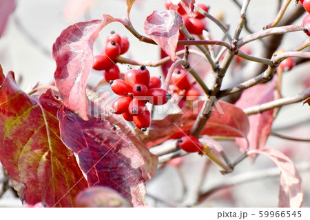 三鷹中原になる赤いハナミズキの実 三鷹中原になる赤いハナミズキの実 59966545