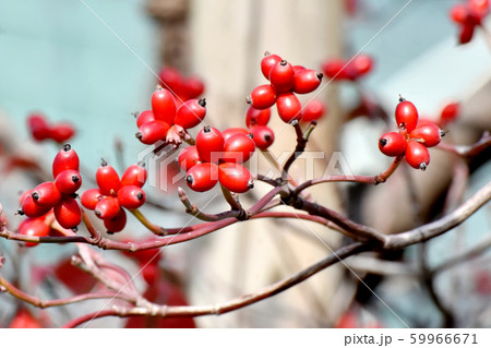 三鷹中原になる赤いハナミズキの実 59966671