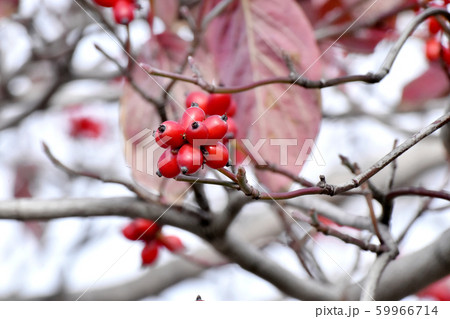 三鷹中原になる赤いハナミズキの実 59966714