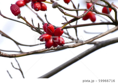 三鷹中原になる赤いハナミズキの実 59966716