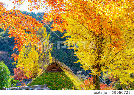 香嵐渓 イチョウ 紅葉 茅葺屋根 【愛知県】 香嵐渓 イチョウ 紅葉 茅葺屋根 【愛知県】 59966725