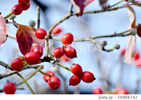 三鷹中原になる赤いハナミズキの実 三鷹中原になる赤いハナミズキの実 59966742