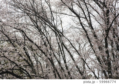樹木 森林 森 59966774