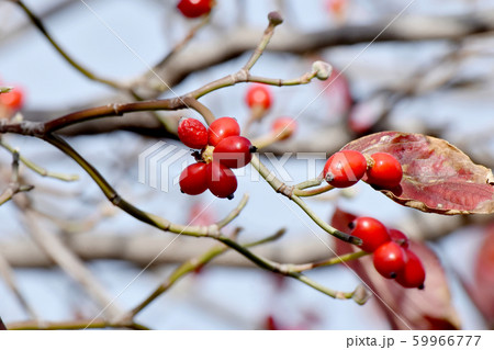 三鷹中原になる赤いハナミズキの実 59966777