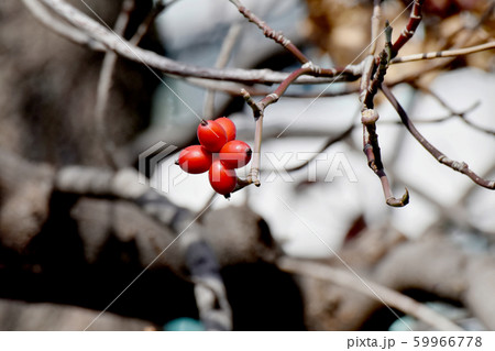 三鷹中原になる赤いハナミズキの実 三鷹中原になる赤いハナミズキの実 59966778