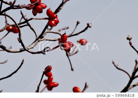三鷹中原になる赤いハナミズキの実 三鷹中原になる赤いハナミズキの実 59966818