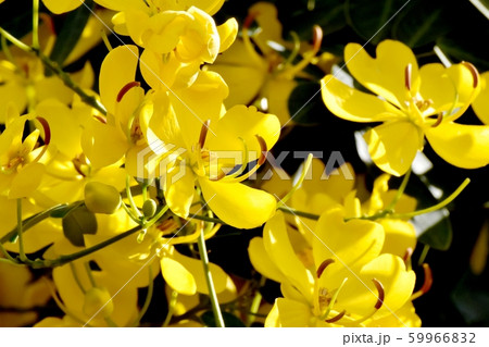 三鷹中原に咲く黄色いコバノセンナ(カッシア)の花 三鷹中原に咲く黄色いコバノセンナ(カッシア)の花 59966832