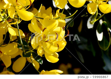 三鷹中原に咲く黄色いコバノセンナ（カッシア）の花 59966867