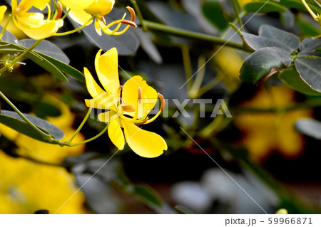 三鷹中原に咲く黄色いコバノセンナ(カッシア)の花 三鷹中原に咲く黄色いコバノセンナ(カッシア)の花 59966871
