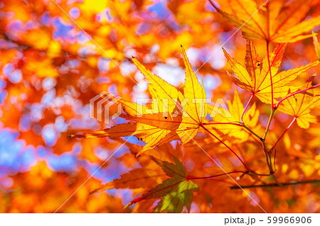 香嵐渓　もみじ　広角　アップ　【愛知県】 59966906