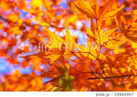 香嵐渓　もみじ　広角　アップ　【愛知県】 59966907